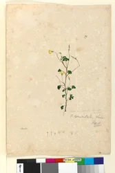 Page 79. Oxalis corniculata